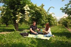 Paar picknickt zwischen Holunderbäumen © Romantischer Rhein Tourismus GmbH