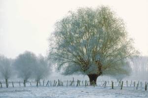 Winterlandschaft am Niederrhein, Foto NT
