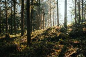 Warum Wälder so gesund für uns sind