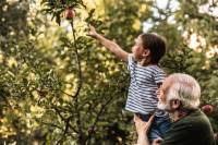 Gesundland Apfelbaumpatenschaft