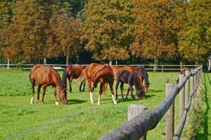 Pferde im Münsterland